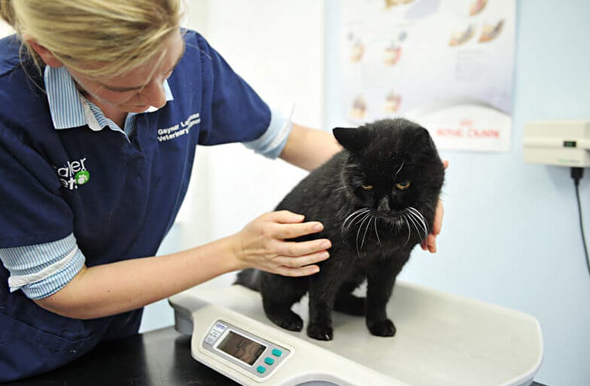 Dr. Avery Cordeiro, DVM