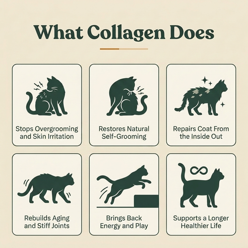 Liquid Collagen For Cats